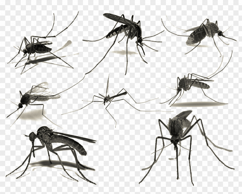Ink Mosquitoes Mosquito Brush PNG