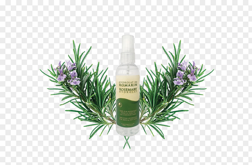 Oil Rosemary Herbal Distillate Cosmetics Essential PNG