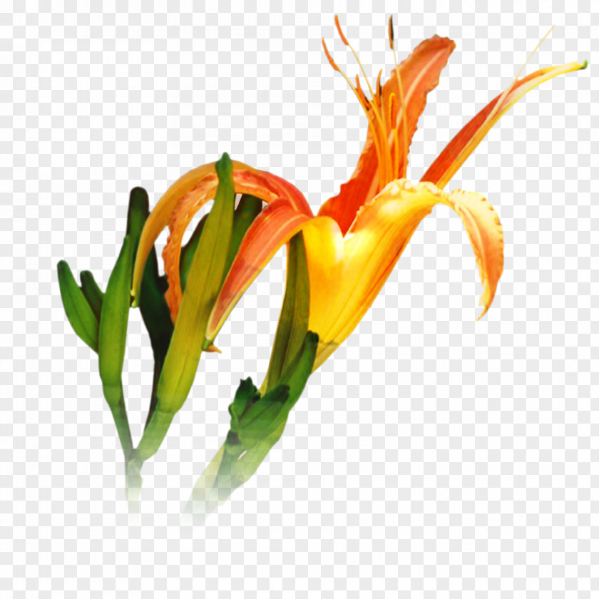 Pedicel Daylily Lily Flower Cartoon PNG
