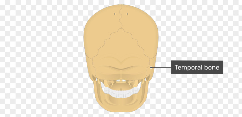 Skeletal System Temporal Bone Skull Mastoid Process Occipital PNG