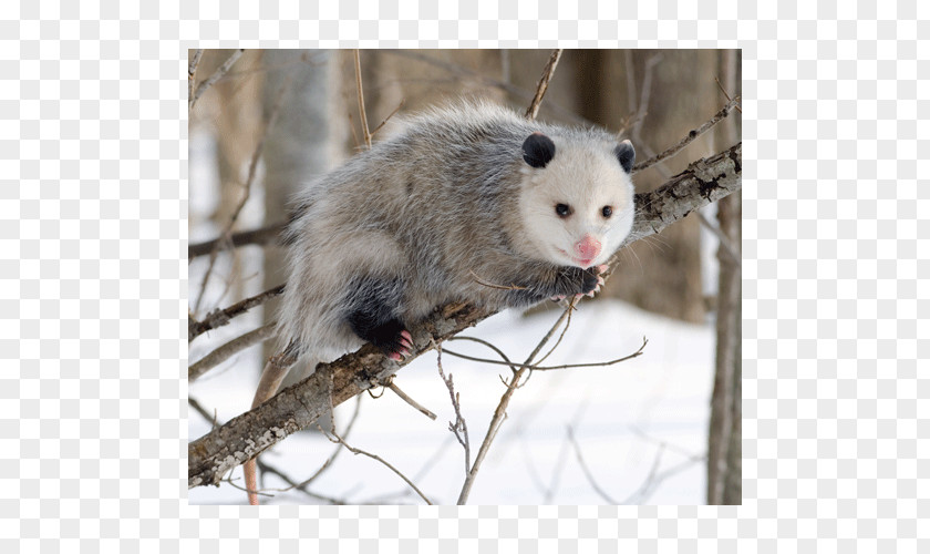 Virginia Opossum Eating Marsupial Great American Interchange PNG