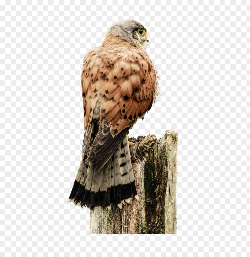 Bird Hawk Of Prey Owl Eagle PNG