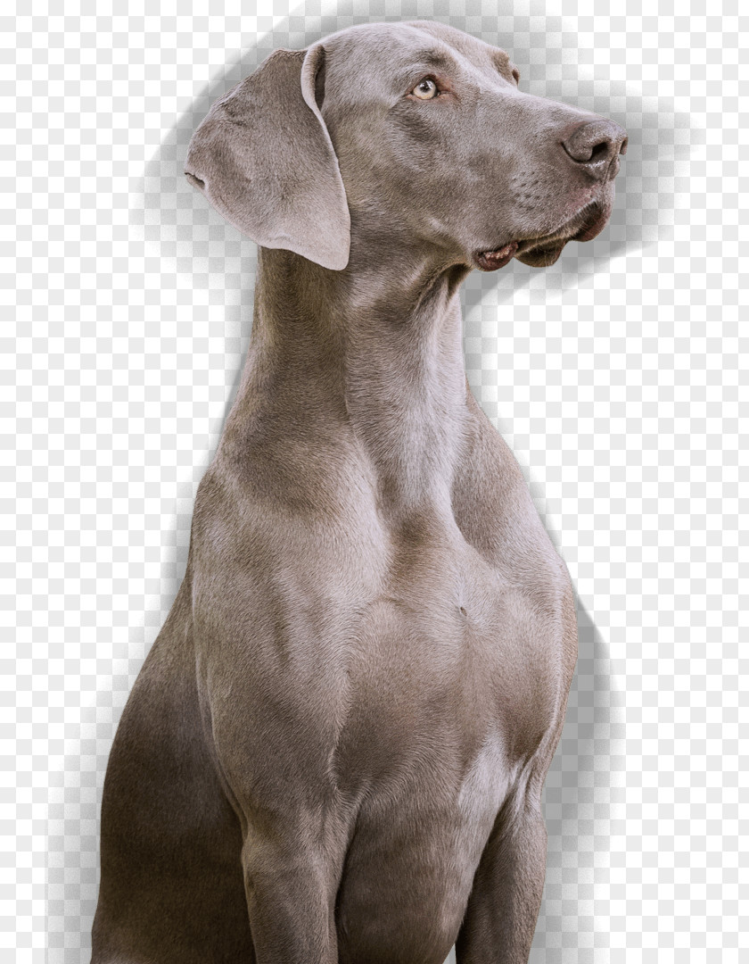 Weimaraner Dog Breed Slovak Rough-haired Pointer Blue Lacy Pointing PNG