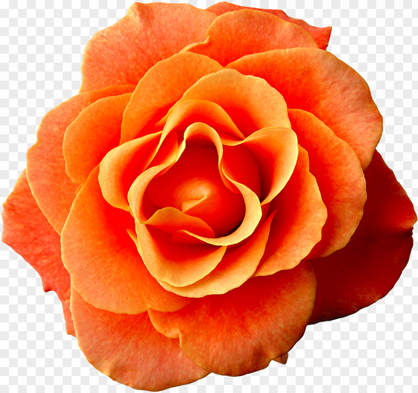 White Roses Flower Rose Dress Orange Pink PNG