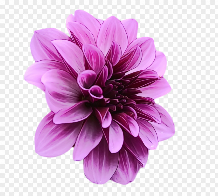 Dahlia Zinnia Chrysanthemum Annual Plant Cut Flowers PNG