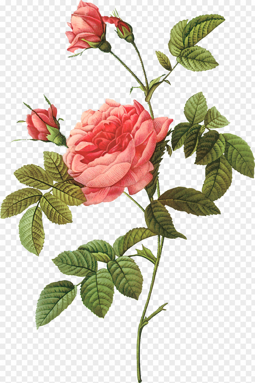 Hand-painted Roses Illustration Pierre-Joseph Redoutxe9 (1759-1840) Rose Painter Printing Lithography PNG