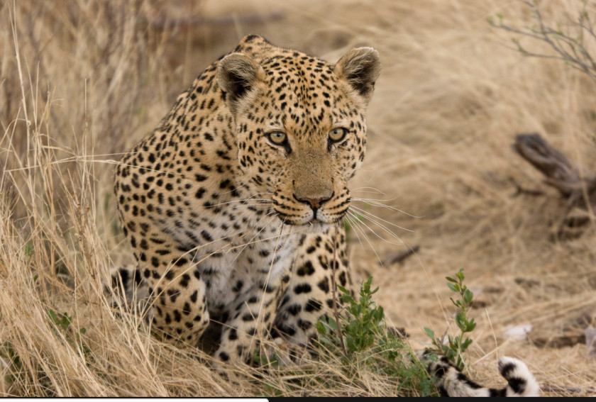 Leopard Felidae Jaguar Cheetah Ocelot PNG