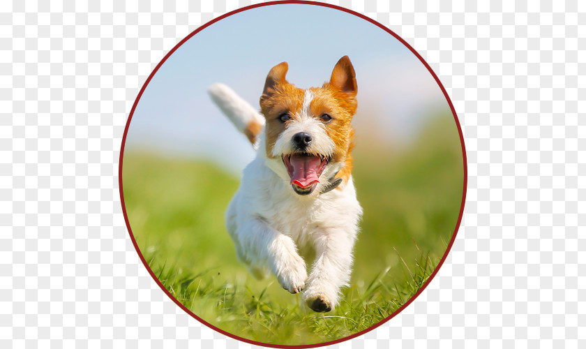 Puppy Jack Russell Terrier Parson Irish PNG