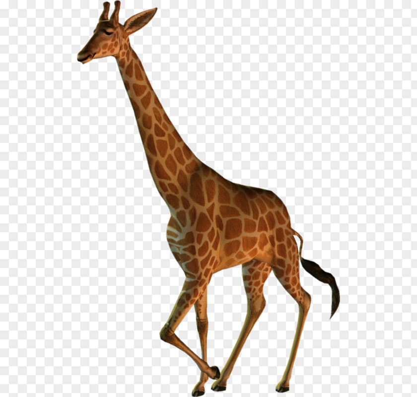 Wild Giraffe Northern Clip Art PNG