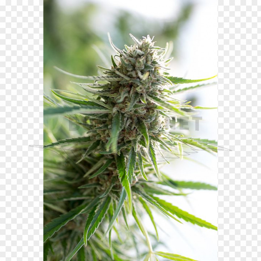 Cannabis Cannabidiol Seed Bank Autoflowering PNG