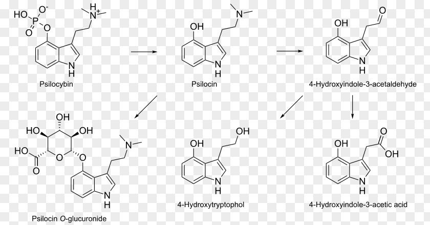 Color Level Diagram Psilocybin Mushroom N,N-Dimethyltryptamine Psilocin Molecule PNG