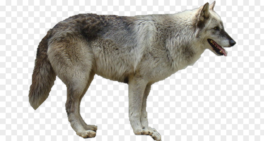 Dog The Arctic Wolf Clip Art PNG