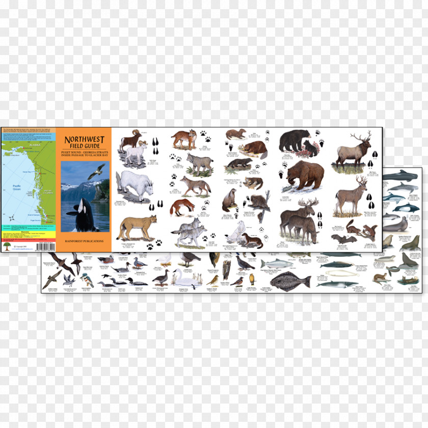 Field Guide Wildlife Animal Temperate Rainforest Oregon PNG