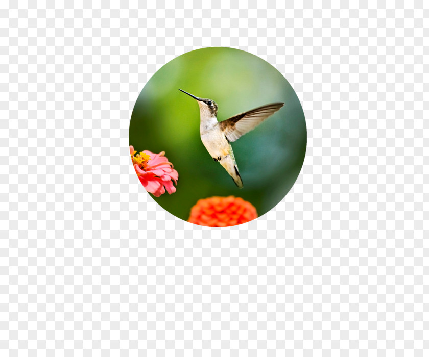 Hummingbird Photography Photographic Printing PNG