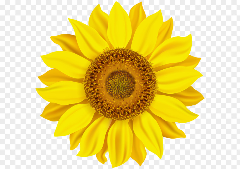 Jumbo Sunflower Vector Graphics Illustration Clip Art PNG