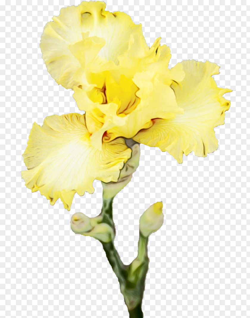 Moth Orchid Cattleya Flower Flowering Plant Yellow Petal Cut Flowers PNG