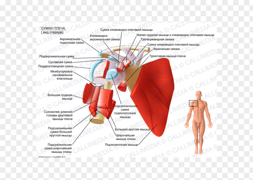 Subscapularis Muscle Synovial Bursa Subacromial Subcoracoid PNG