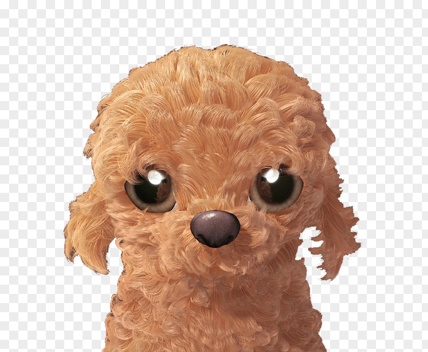 Brown Puppy Toy Poodle Miniature Dog Breed PNG