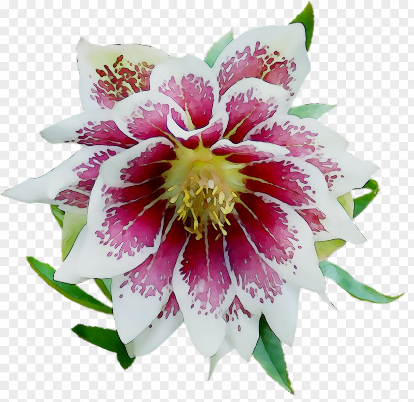 Epiphyllum Cut Flowers PNG