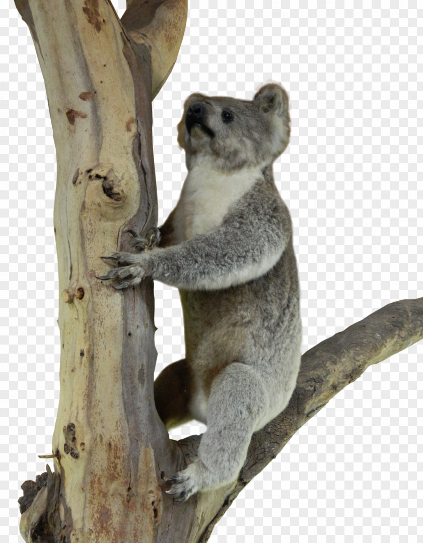 Koala Marsupial Telepathy Psychokinesis Mammal PNG