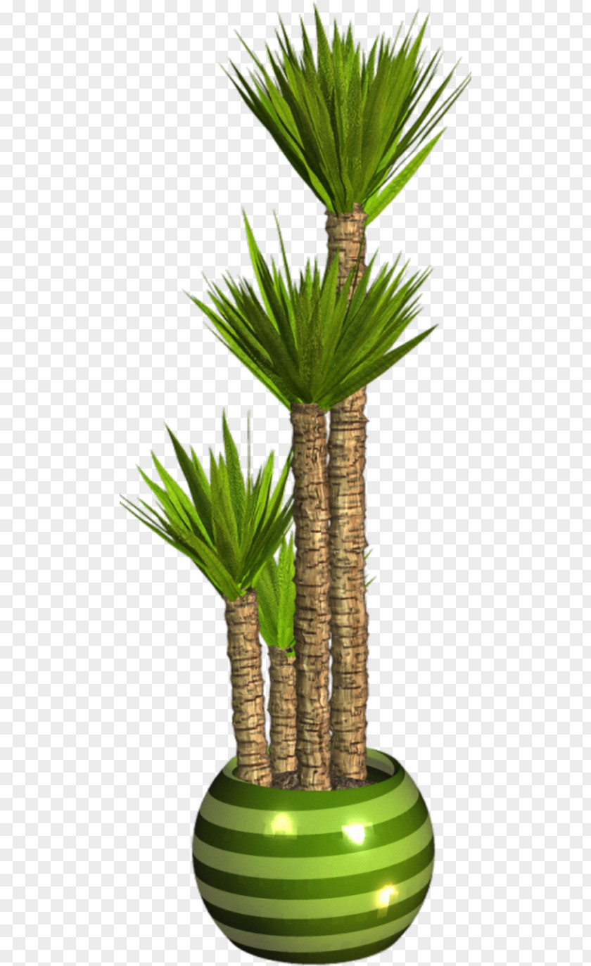 Plant Asian Palmyra Palm Flowerpot Houseplant Arecaceae PNG