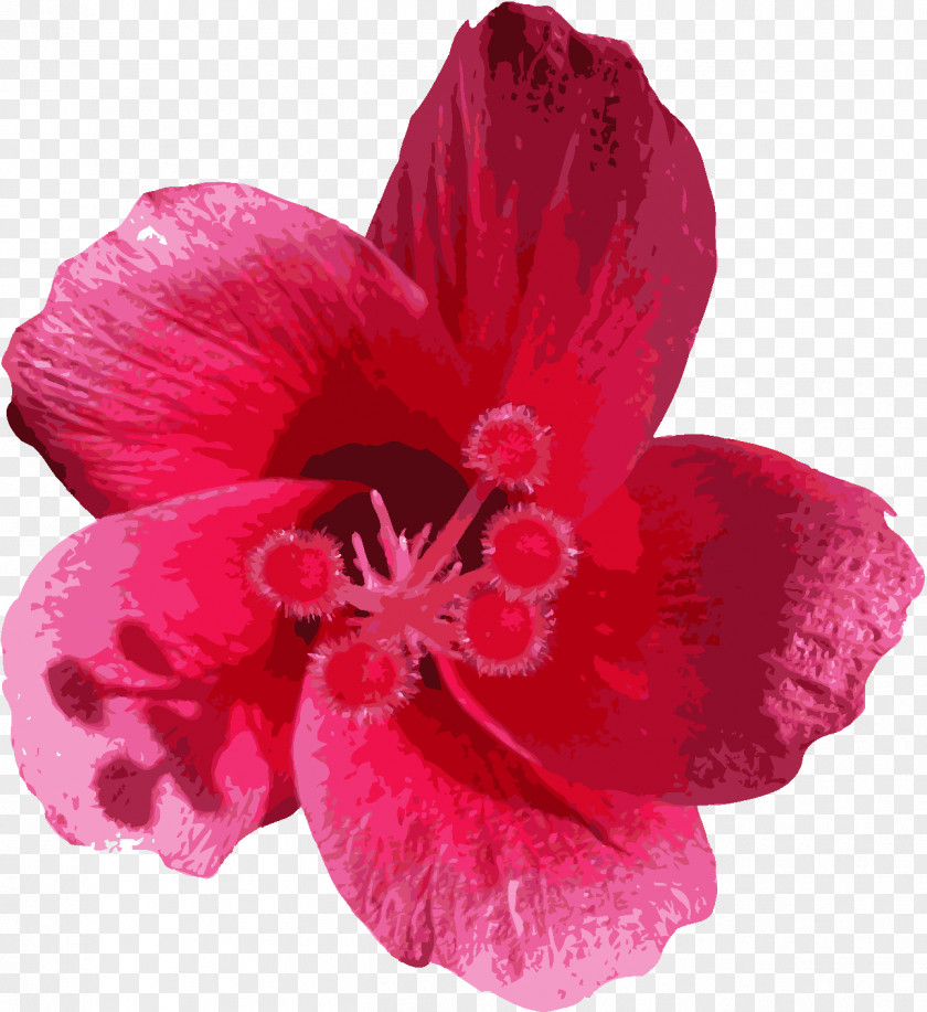 Flower Mallows Petal Lilium PNG