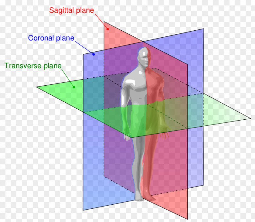 Free Anatomy Images Sagittal Plane Anatomical Terms Of Location Coronal PNG