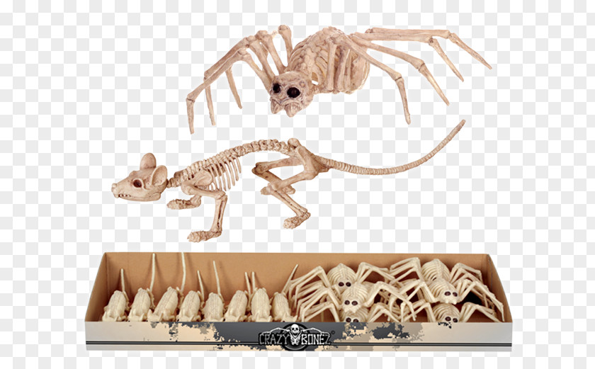 Spider Velociraptor Rat Animal Carnivora PNG