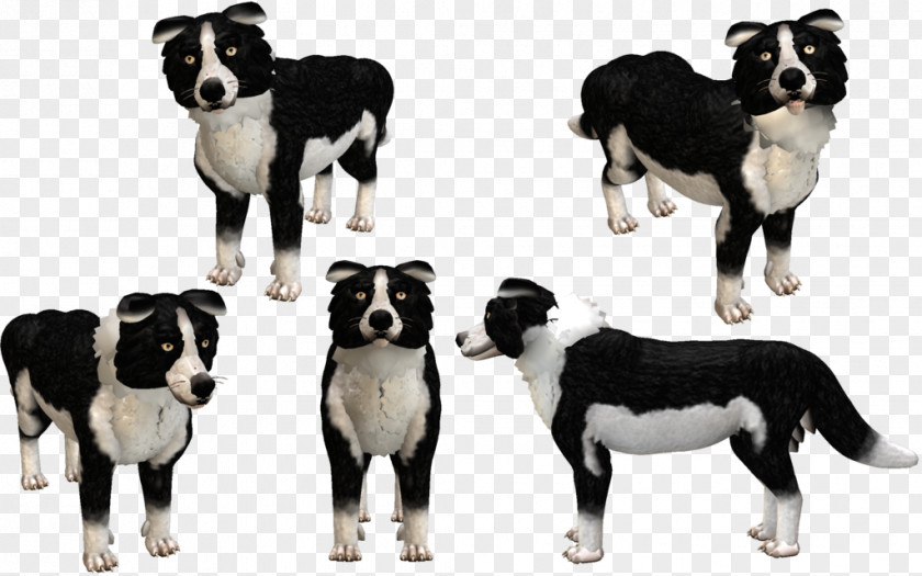 Spore Creatures Border Collie Dog Breed Karelian Bear PNG