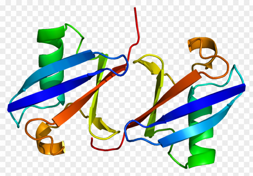 Ubiquitin C B A-52 Residue Ribosomal Protein Fusion Product 1 PNG