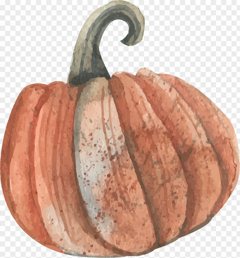 Watercolor Pumpkin Vector Painting Euclidean Download PNG