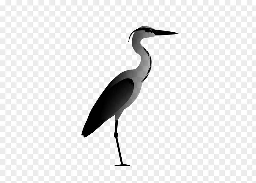 White Stork Heron Bird Beak Drawing PNG