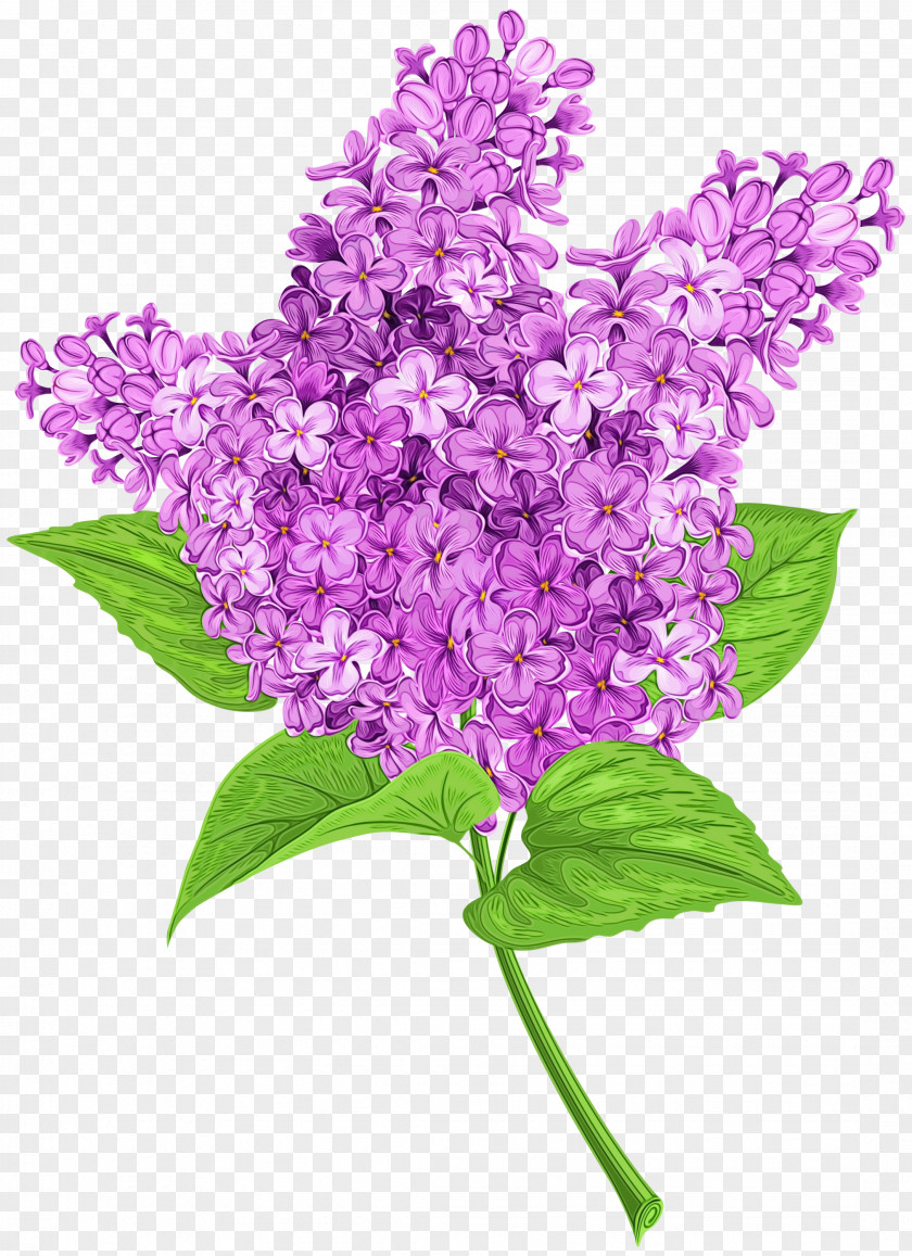 Cut Flowers Buddleia Purple Watercolor Flower PNG
