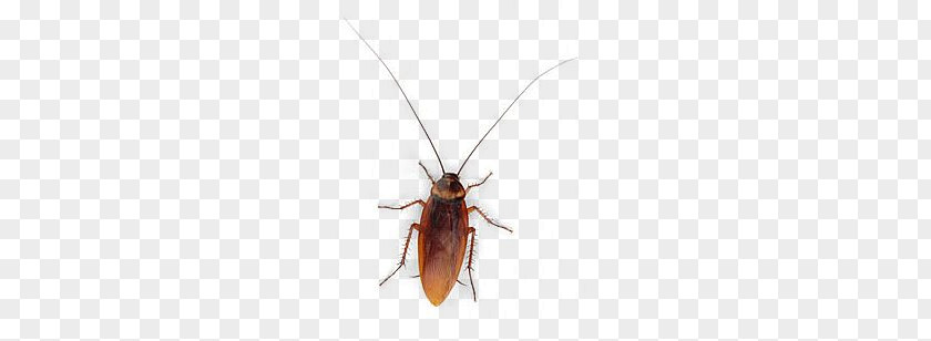 Roach PNG clipart PNG