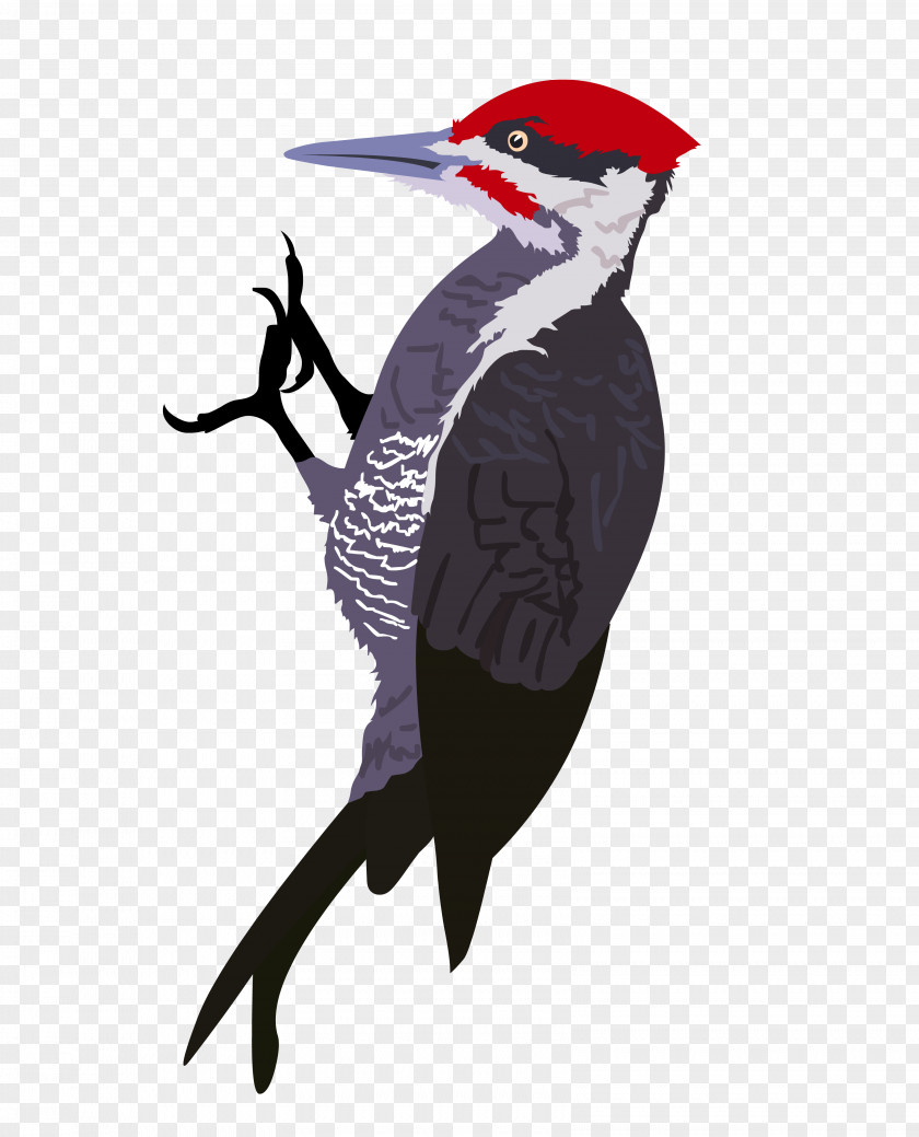 Illustrations Woody Woodpecker Drawing PNG