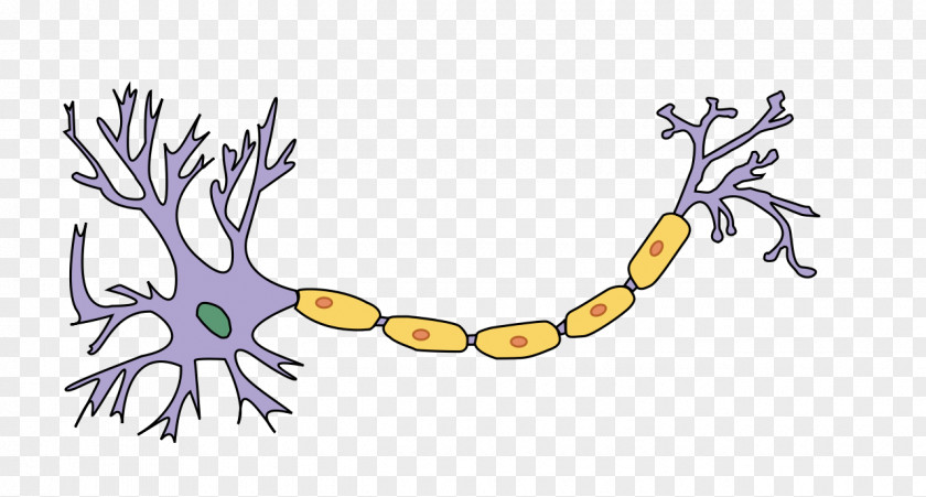 Label Neuron Axon Nervous System Nerve Myelin PNG