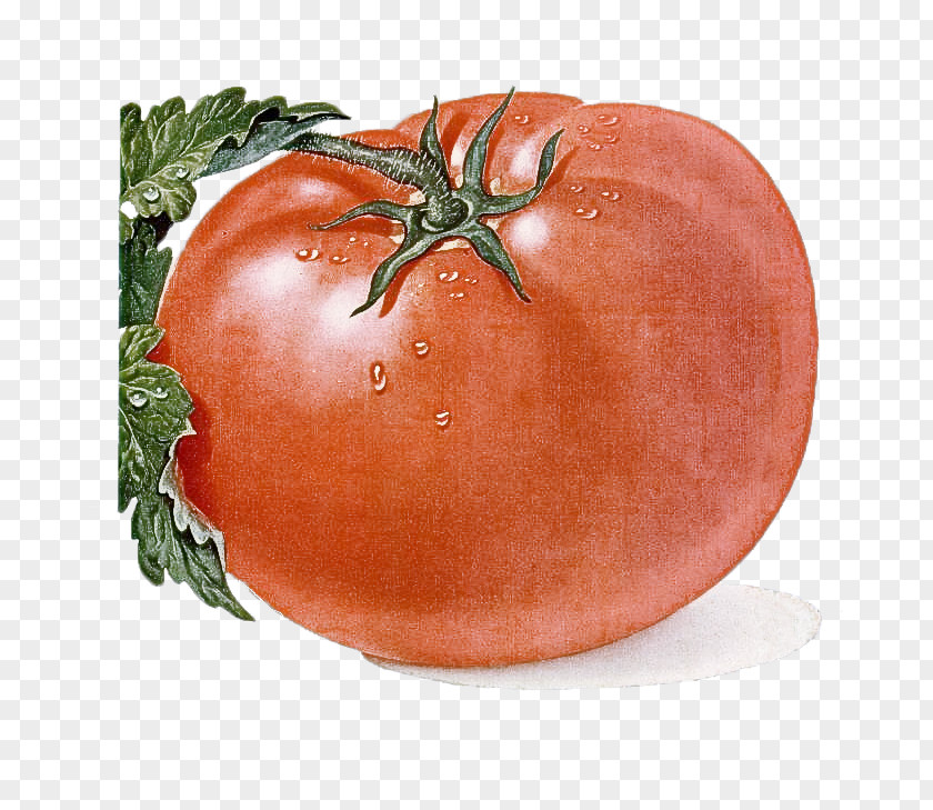 Plant Orange Tomato PNG