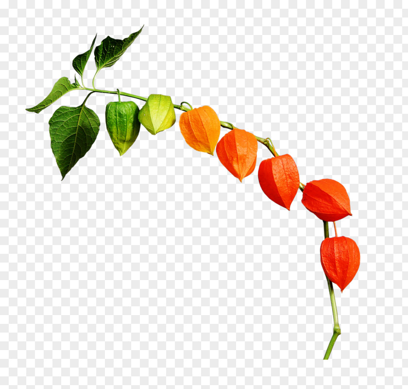 Autumn Chinese Lantern Leaf PNG