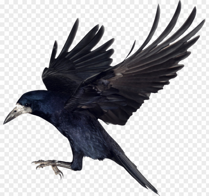Bird Rook Common Raven Carrion Crow PNG