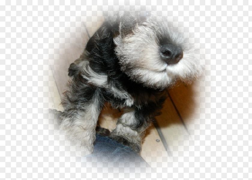 Miniature Schnauzer Schnoodle Puppy Dog Breed PNG