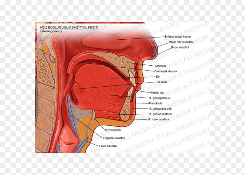 Tongue Anatomy Human Mouth Sagittal Plane Soft Palate PNG