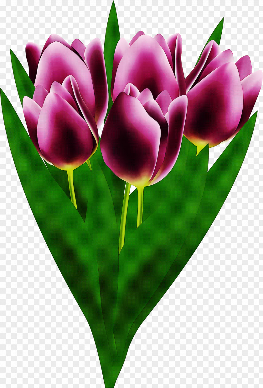 Tulip Petal Flower Tulipa Humilis Purple PNG