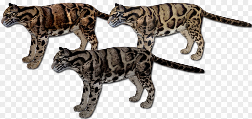 Clouded Leopard Bengal Cat California Spangled Wildcat Zoo Tycoon 2 PNG