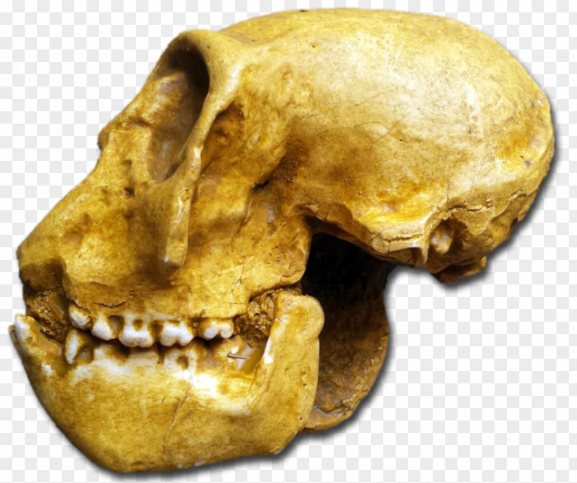 Dinosaur Fossils Skull PNG