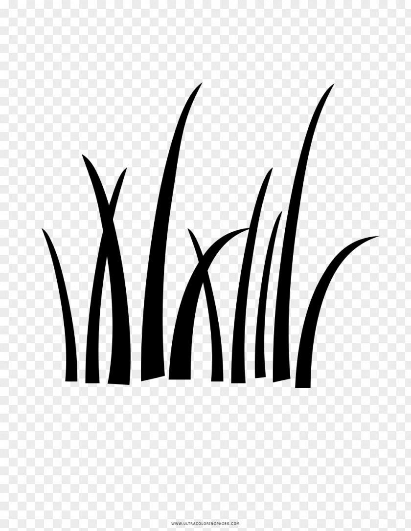 Grama Drawing Lawn Ornamental Grass PNG