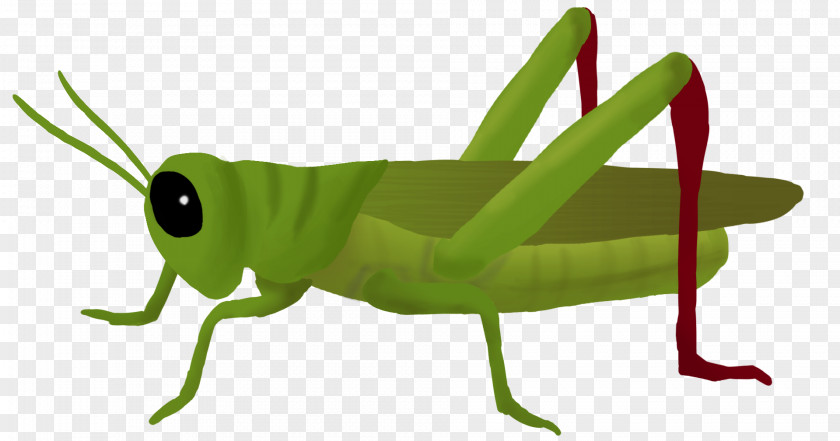 Grasshopper Clipart Clip Art PNG