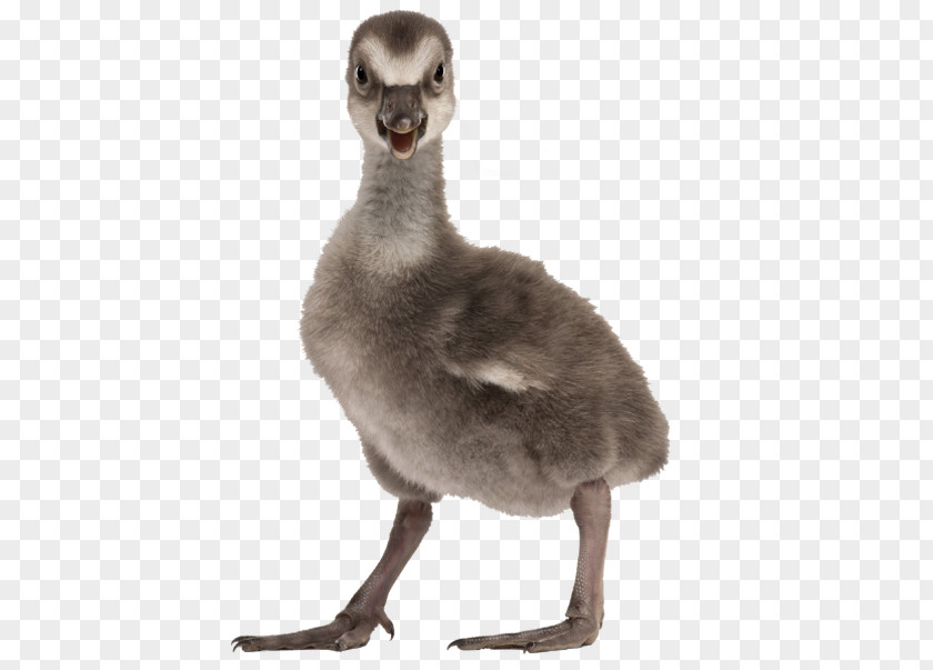 Hawaiian Goose Duck Nene Toulouse Royalty-free Domestic PNG