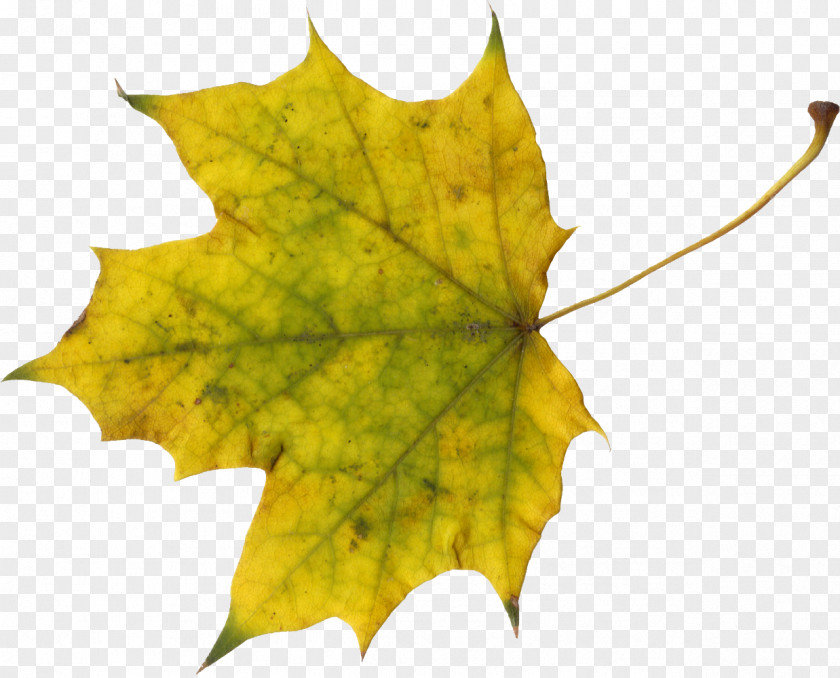 Leaf Sugar Maple Autumn PNG