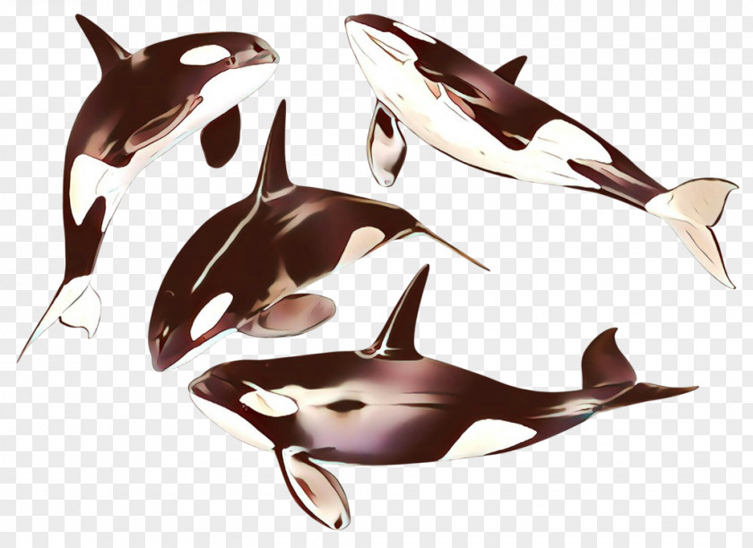 Shortbeaked Common Dolphin Bottlenose Marine Mammal Killer Whale Cetacea Fin PNG