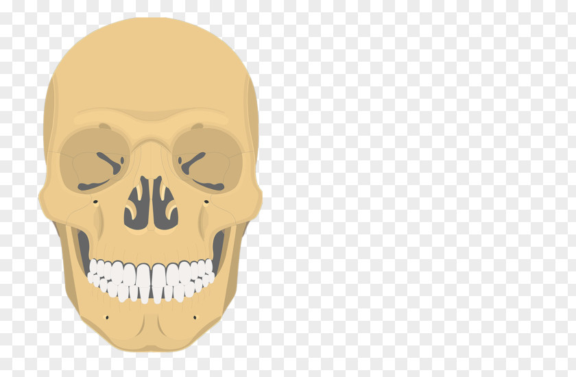 Skull Bones Inferior Nasal Concha Vomer Ethmoid Bone Sphenoid PNG